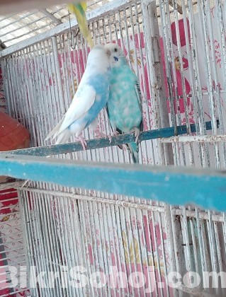 Budgerigar Bird